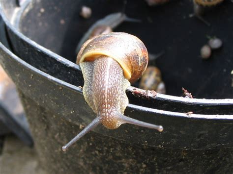 Mittel gegen schnecken im garten. Hausmittel gegen Schnecken im Garten | Gartentipps