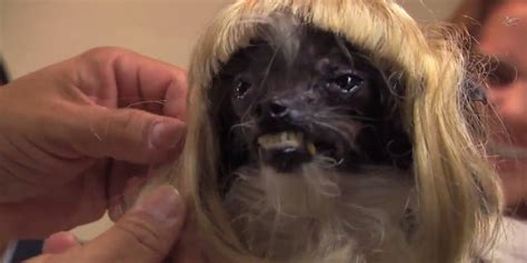 We did not find results for: 'World's Ugliest Dog' Gets An Incredible Makeover From ...