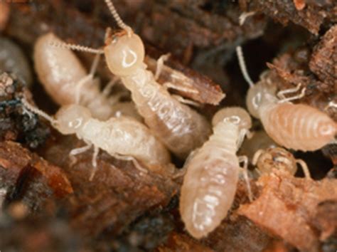 Even if your pest problem isn't included on that list, it does not imply that we can't help. Long Beach Pest Control, Rodent & Termite Control - Pest ...