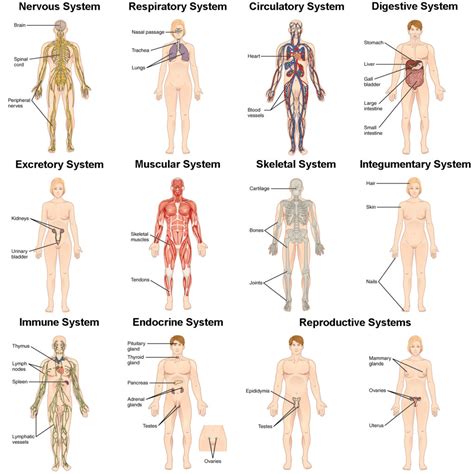 Maybe you would like to learn more about one of these? Integration of Systems | Biology for Majors II