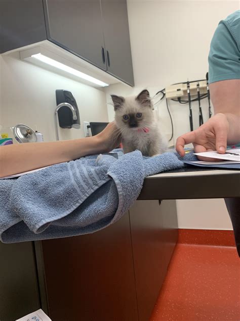 The whole time i was in my first appt. First vet appointment : Awww