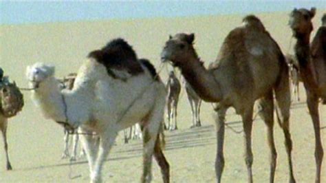 Eventually, camels migrated across the bering strait into regions of asia and africa, where. BBC Two - Science Clips, Interdependence and Adaptation ...