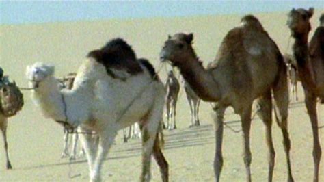 Adaptations in camel are which help the camel survive in deseart area. BBC Two - Science Clips, Interdependence and Adaptation ...