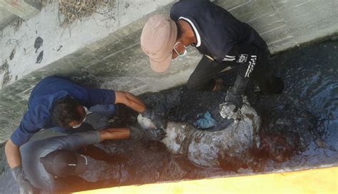 Deli serdang, 6 mei 2021 selengkapnya. Bau Bangkai, OTK Tewas di Parit KIM Mabar - TOPMETRO NEWS