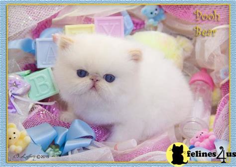 See more of deacon the flame point himalayan on facebook. Himalayan Kitten for Sale: FLAME POINT HIMALAYAN KITTEN 5 ...