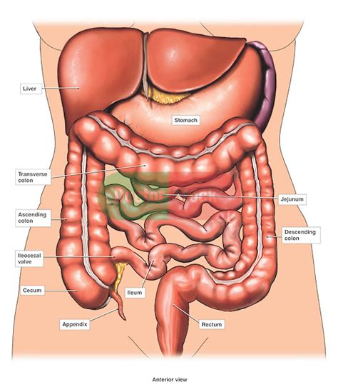 Organs on the left side of the body are those organized towards the left of the body axis. Internal organs - human internal body parts - Clip Art Library