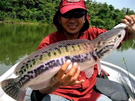 Rd smart sdn bhd adalah sebuah syarikat dengan misi tunggal: Photos: Ikan Air Tawar