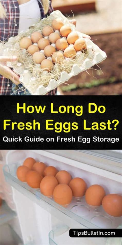 How long do boiled eggs last. Viola Family: How Long Do Eggs Last In Refrigerator