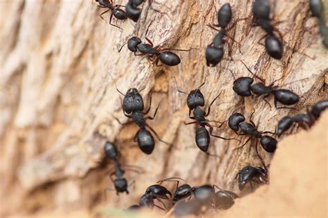 Was tun, wenn es summt und krabbelt? Wie man Ameisen loswird, ohne sie zu töten | Ameisen ...