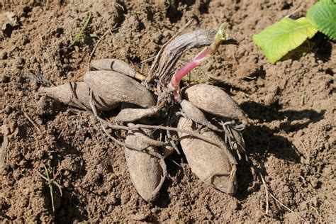 Stauden kannst du im frühjahr und im herbst pflanzen. Wann Stauden pflanzen » Den idealen Pflanzzeitpunkt finden