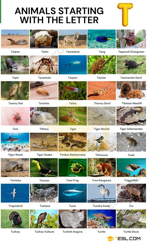 All data is derived from david l. Animals that Start with T: Impressive List of 42 Animals ...