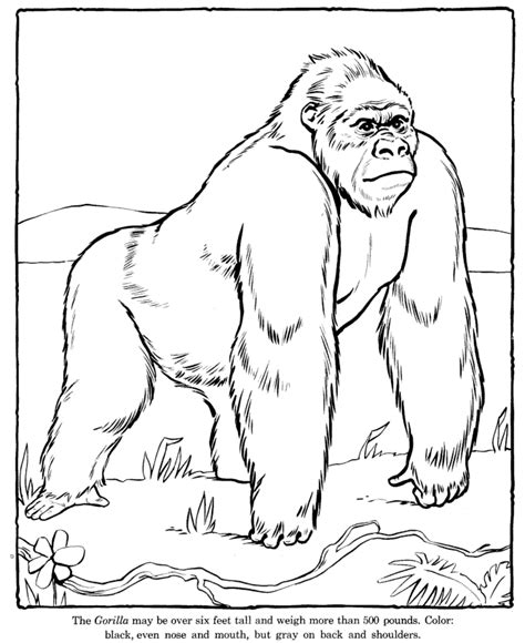 Select from 35970 printable crafts of cartoons, nature, animals, bible and many more. Gorilla Coloring Pages To Kids