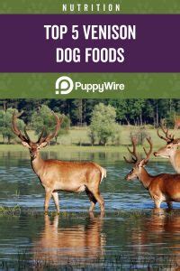 Rayne clinical nutrition canada incorporated is a leading pet nutrition and dietary health company for the furry members of your family. Best Venison Dog Food Brands: Guide, Reviews & Top 5 Picks