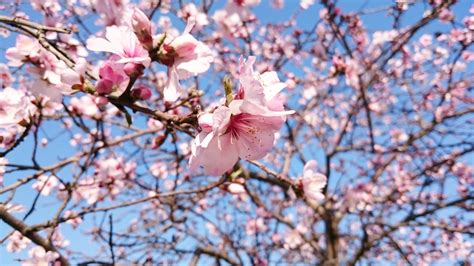 Jika anda berpeluang datang pada waktu ini, ada. Musim Mekar Sakura di Jepang 2019. Catat Tanggalnya ...