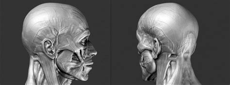 Anatomy Head