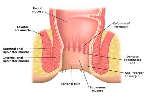 After that, anything can happen. The anus consists of a mucosa-li