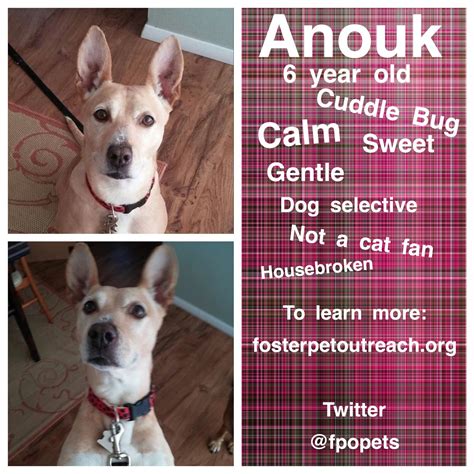 When you are seeking additional solutions for clot management. Anouk is a very sweet girl jar would love to be a part of ...