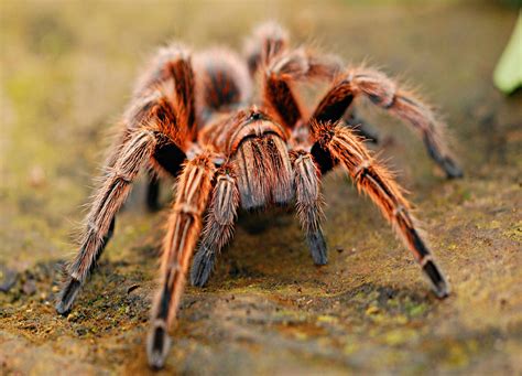 A grande maioria das aranhas possui veneno. Tem medo de aranhas? Aprenda como lidar e superar esse receio.