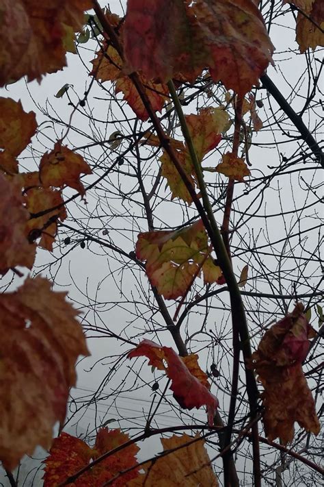 Hi, does anyone grow these muscadine grapes? autumn/ grape leaves | Grape leaves, Flowers, Plants