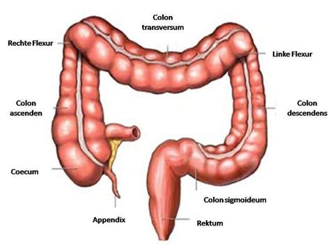 Ayrıca, k harfi ile başlar, m harfi ile biter. Rektum Nedir? Anatomisi ve Fonksiyonu Nedir? » Bilgiustam