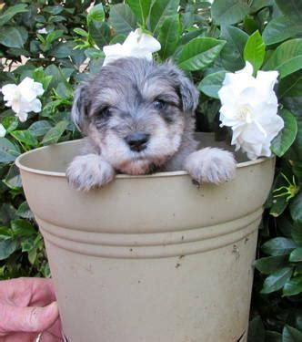 Bgk's magnum, 147 lbs (a 1st pick rock son mixed in with bossy kennels shady lady) has been bred to the. Mini Schnauzers. Beautiful Rare Merle Schnauzer Puppies ...