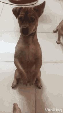 We did not find results for: Dog Begging GIFs | Tenor