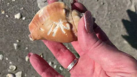 Shells you can find here include murex, zebra periwinkles, scallops, and clams. Sanibel Island Shelling - Walking the Shell Line Hunting ...