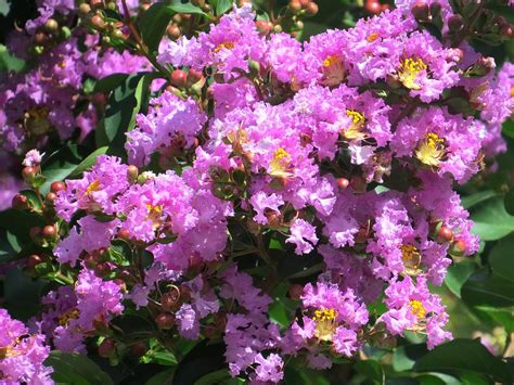 Crape myrtles have several flower colors, with cultivars such as 'catawba' and 'purple tower' having purple blooms. Purple Crape Myrtle Close Up Photograph by Zina Stromberg