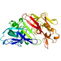 A protease (also called a peptidase or proteinase) is an enzyme that catalyzes (increases the rate of) proteolysis, the breakdown of proteins into smaller polypeptides or single amino acids. Protease | Health Benefits and Uses of Protease