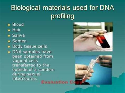 A nucleoside has two parts. DNA Fingerprinting powerpoint - YouTube