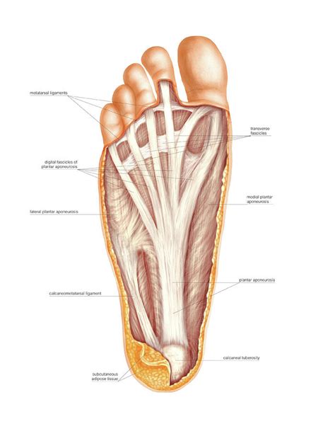 Please confirm that you are not located inside the russian federation the link you have selected w. Muscles Of The Foot Photograph by Asklepios Medical Atlas