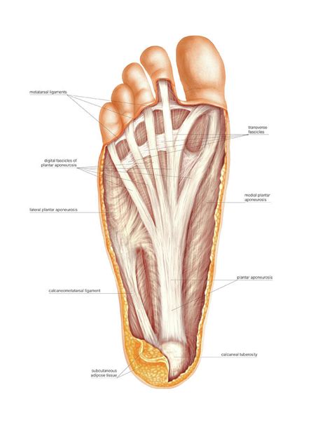 Divides into medial & lateral cutaneous branches that supply the skin on the dorsum of the foot; Muscles Of The Foot Photograph by Asklepios Medical Atlas