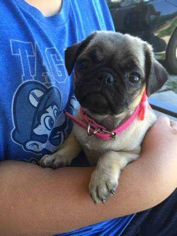 This little cutie is satana gold! Pug puppies FOR SALE ADOPTION from New York @ Adpost.com ...