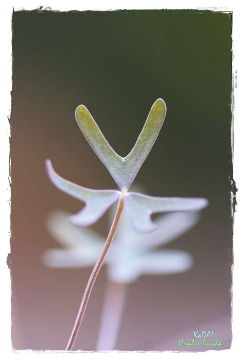 These can sometimes just look like a mass of roots, with the stalk lying on top of the soil. Oxalis livida | Got many Oxalis bulbs from Ebay. They are ...