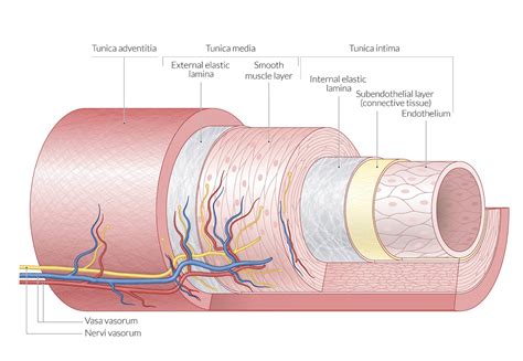 Check spelling or type a new query. Major Blood Vessel Chart : Full Body Diagram Fusebox And ...