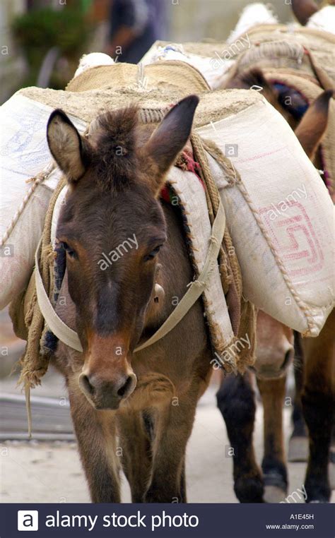 Synonyms for blowing a load (other words and phrases for blowing a load). Donkeys carrying heavy load of sand in sacks on their back ...