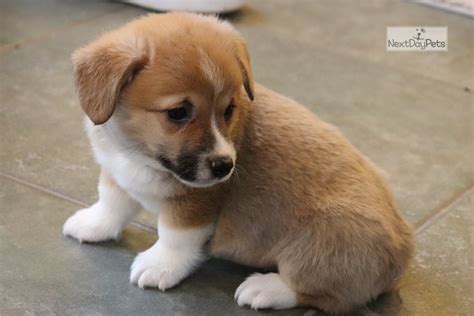 How to exercise a corgi puppy. White Collar: Corgi puppy for sale near Southeast Missouri ...