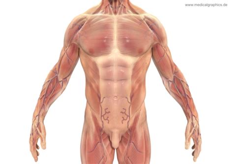 Human anatomy for muscle, reproductive, and skeleton. Torso muscles man - front white
