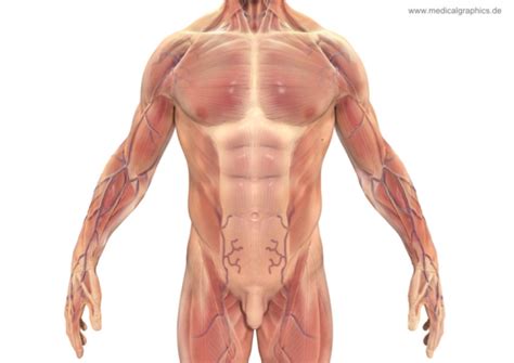 And that's really it for the front side of the torso! Torso muscles man - front white - Kostenlose Illustration ...