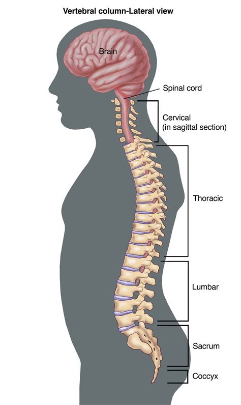 Backbone diagram with vertebrae, disks and nerves. Anatomy Of Human Vertebrae . Anatomy Of Human Vertebrae ...