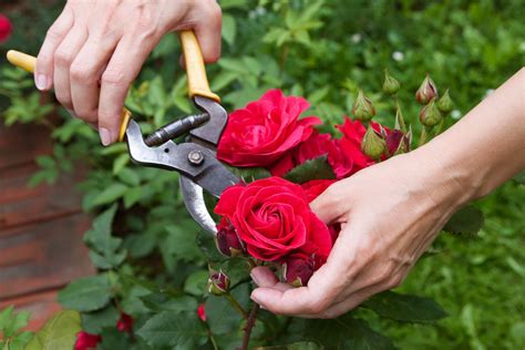 Rosen im frühjahr richtig schneiden stand: Rosen richtig schneiden - so geht's! - HeimHelden