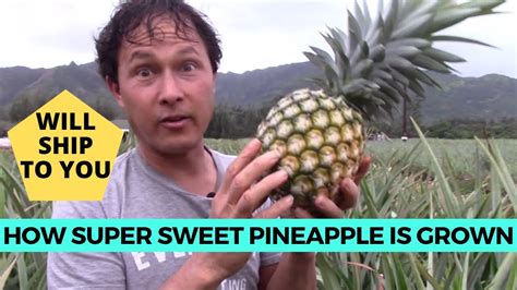 The pineapple is indigenous to south america, where it has been cultivated for many centuries. How the Super Sweet White Sugarloaf Creamy Pineapple is ...