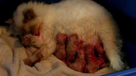 After being born, kittens display primary altriciality and are totally dependent on their mother for survival. Ragdoll with newborn litter of kittens - YouTube