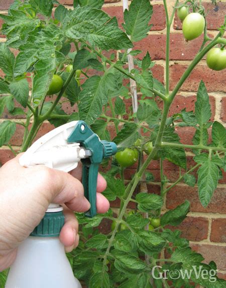 I had great success at planting a a: How to Fertilize Container Vegetables | Indoor vegetable ...