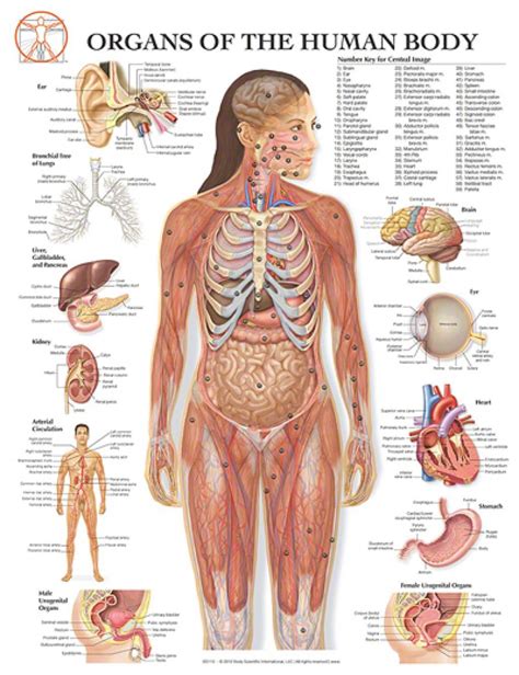 Learn about the female reproductive system from cleveland clinic. Female Human Anatomy Organs Female Human Body Diagram ...