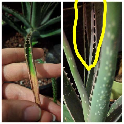 But, the aloe genus which the aloe vera belongs, are native to tropical. Aloe is curling and turning red before yellow and brown ...