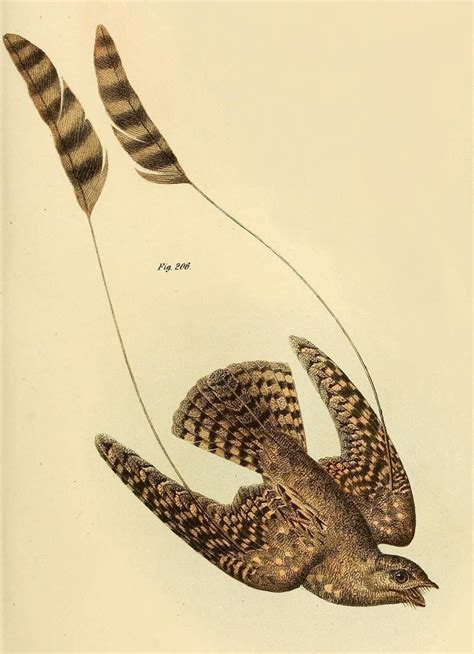 The scientific name of this species is now caprimulgus longipennis. Tsammalex - Macrodipteryx longipennis (Standard-winged ...