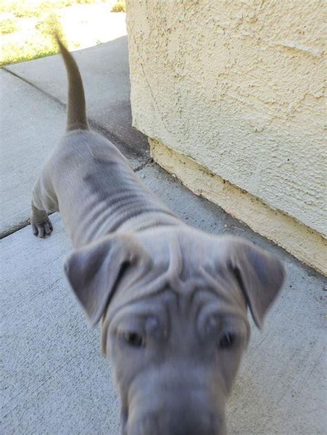 The current median price for all thai ridgebacks sold is $1,597.50. Thai Ridgeback Puppies For Sale | Ontario, CA #330006