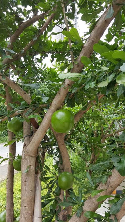 Low to high sort by price: Unusual fruit trees. Fruit is quite large with a smooth ...