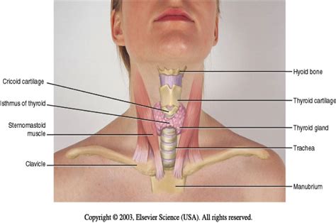 Basic mouth and throat anatomy for anesthesia and ent rotations. Pin by Martin Campbell on bodywork, posture, & yoga in ...